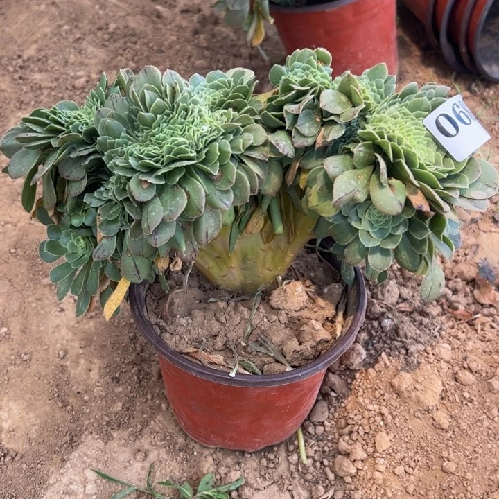 绿缀多肉植物068