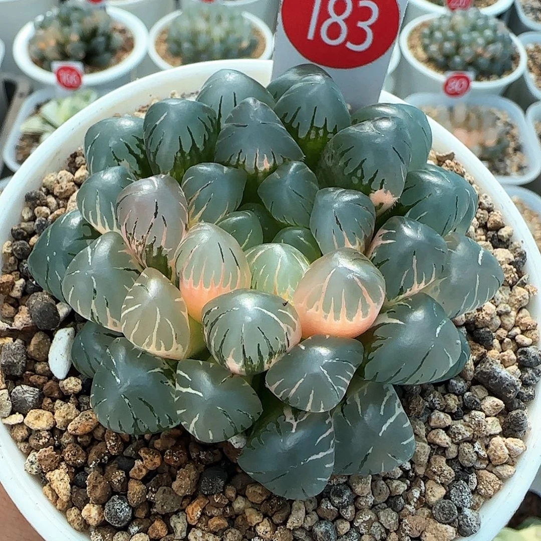 183号大窗冰灯玉露锦一物一拍带盆土