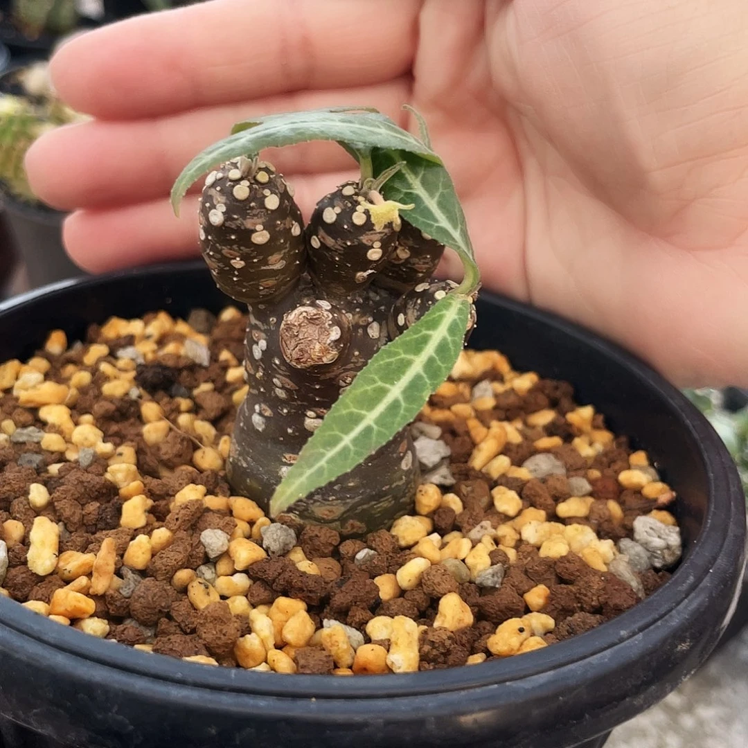 银脉琉桑群666666666