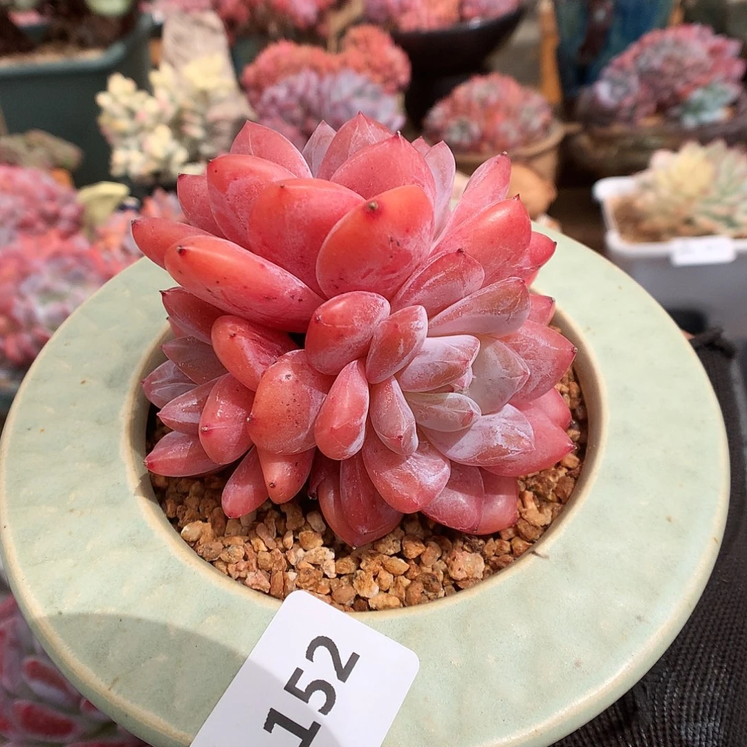 152雪天使多肉植物66666