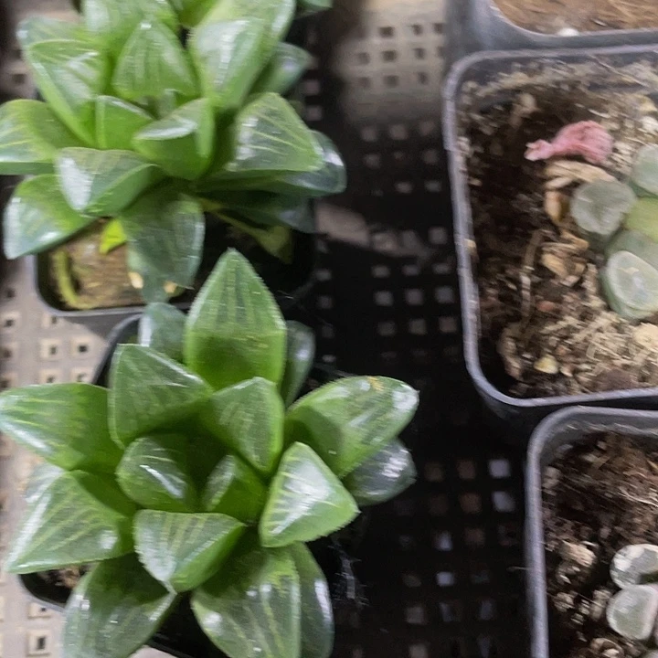 水晶寿带盆土发货