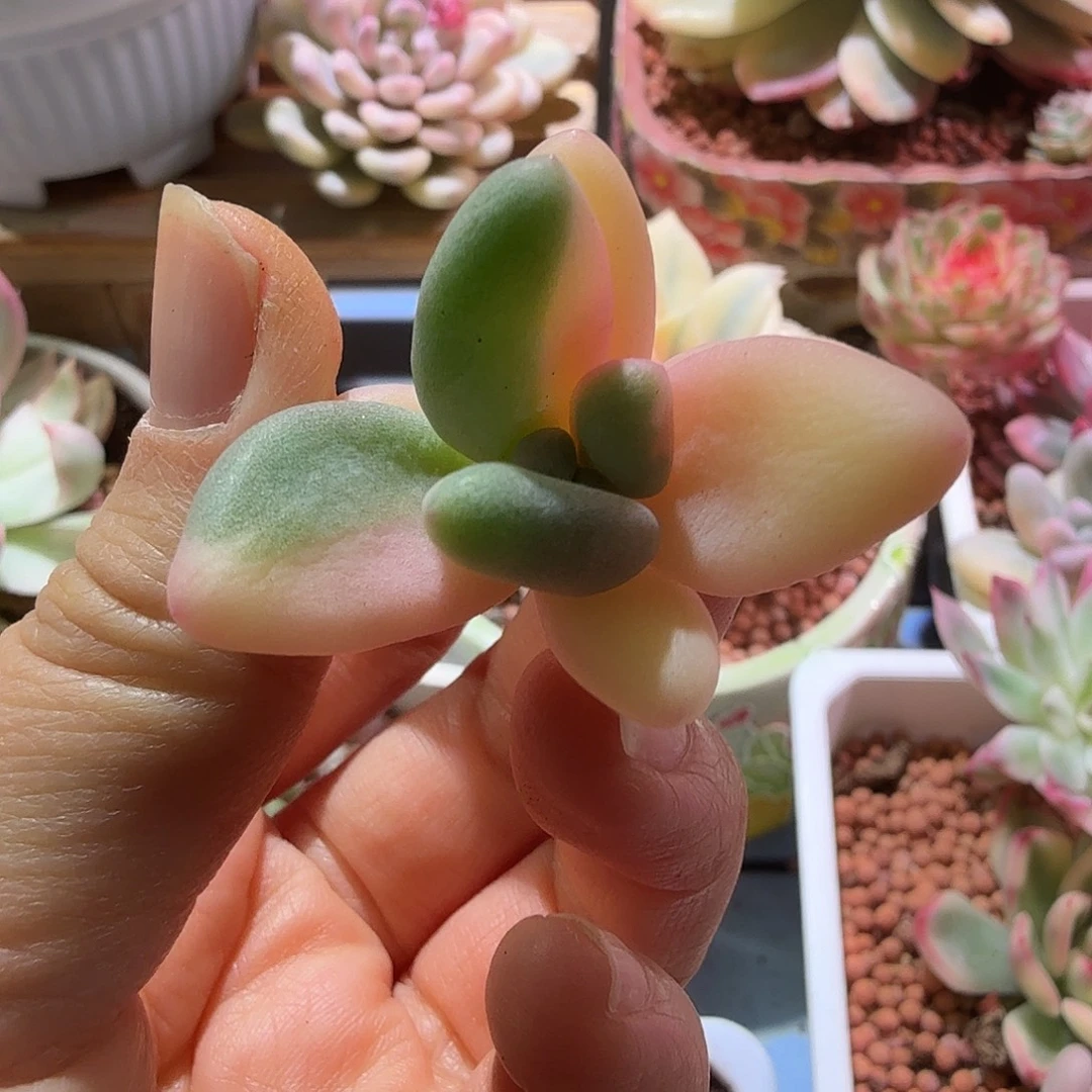 头盖无根，多肉植物。