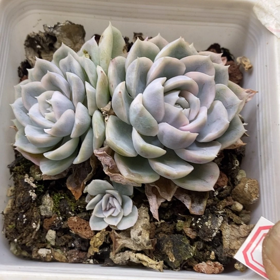 1851 墨西哥雪球锦群