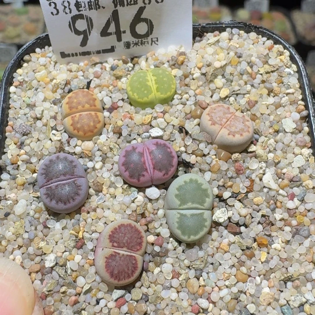 Ssss精品生石花946
