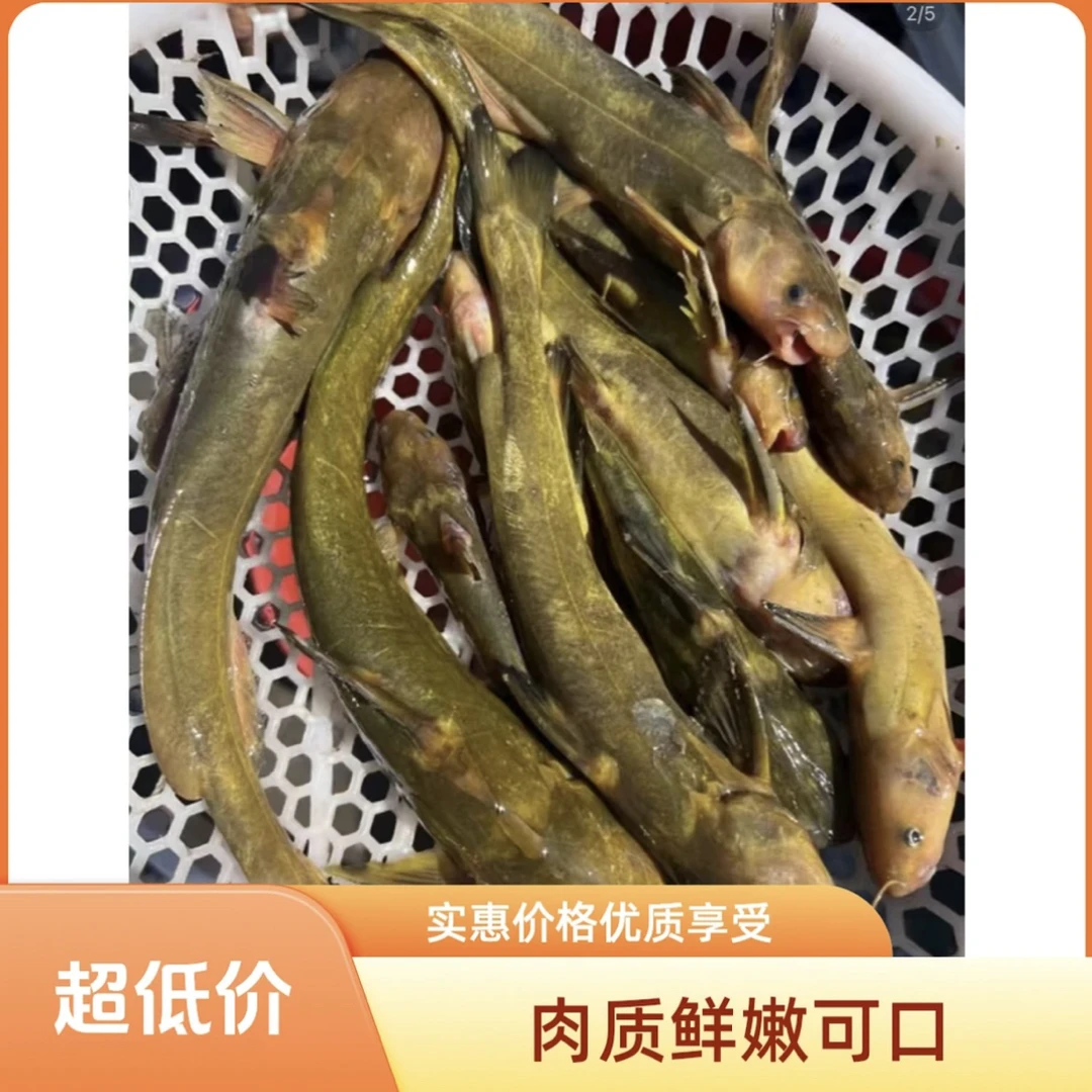 东北冷水大号江水牛尾巴子鱼