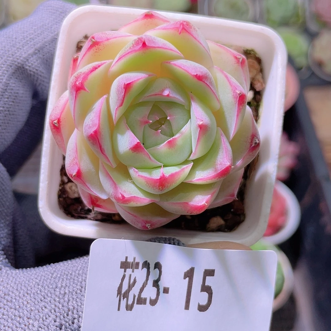 花利美23-15美瞳