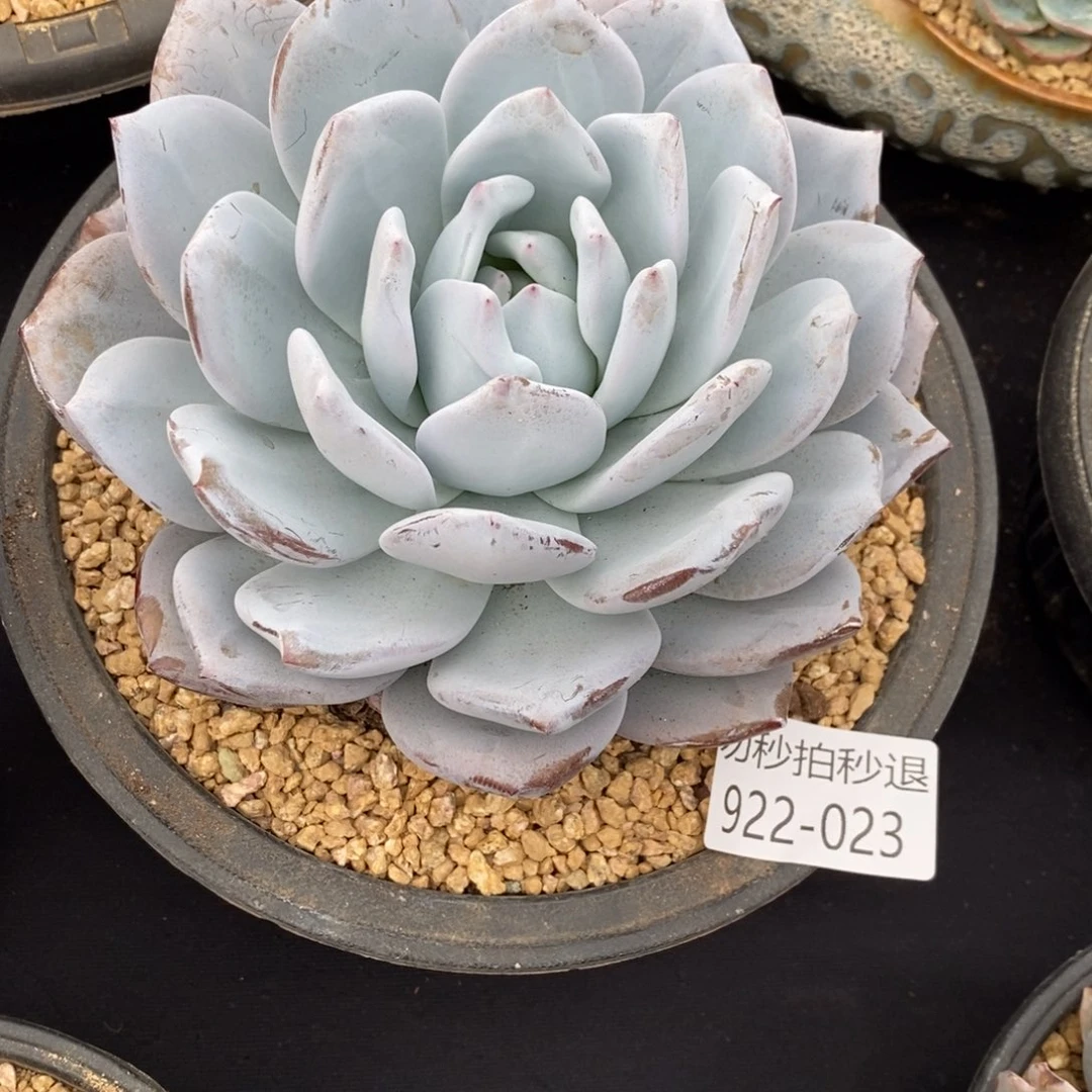 可***鸭勿秒拍秒退 922-23嫦娥