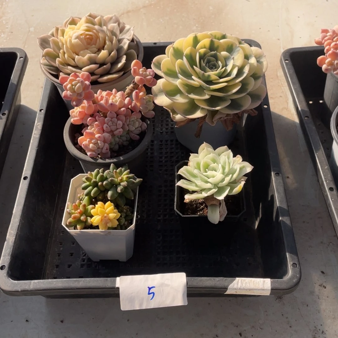 淘多肉五盆花福利价