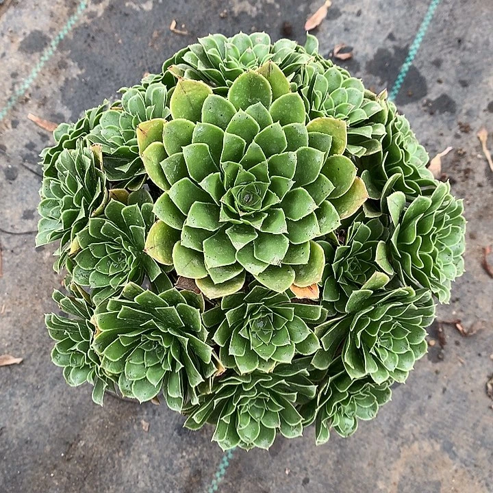 531翡翠玫瑰多肉植物