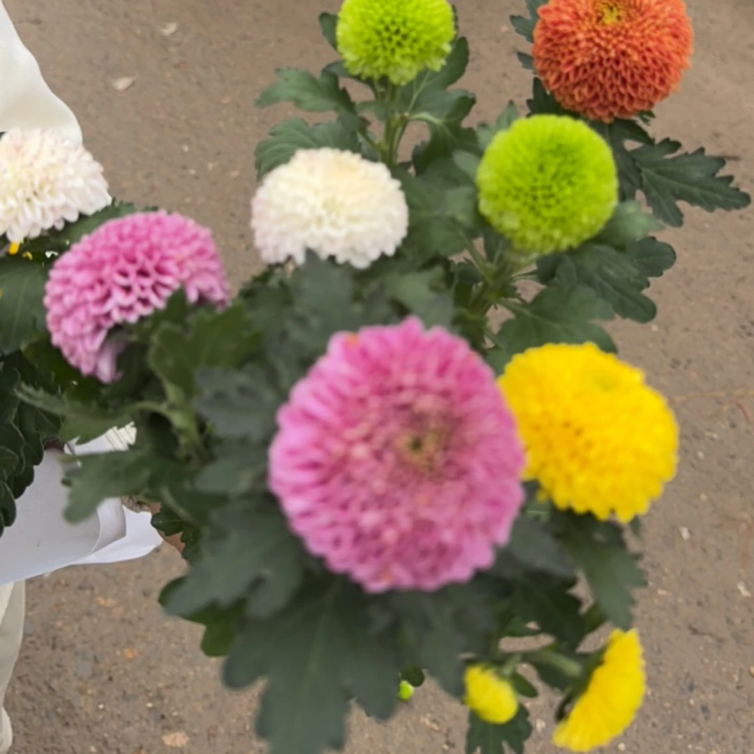 乒乓菊盆栽带花苞四季开花适合阳台庭院的易活植物