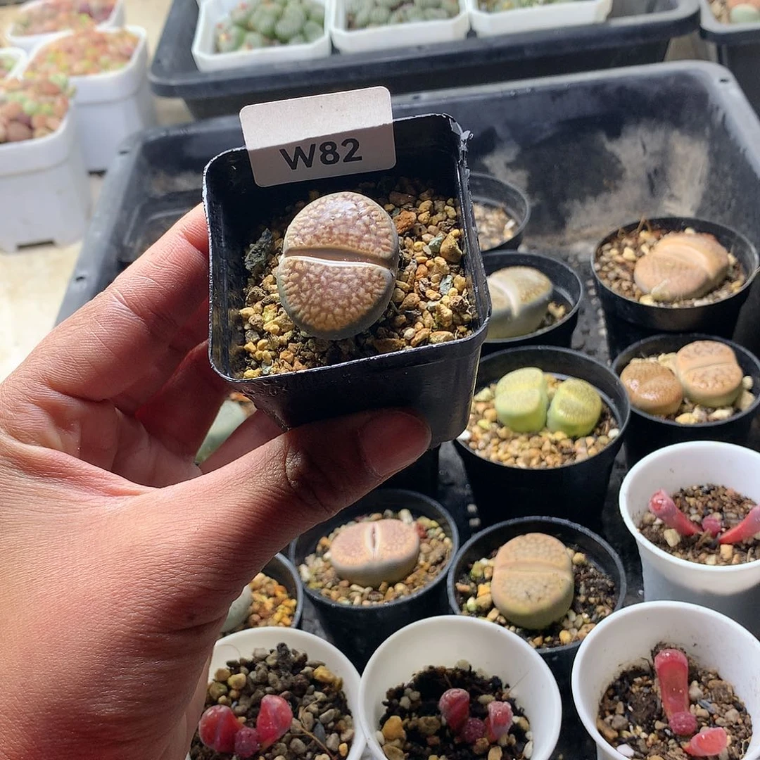 W82多肉植物保护研究所