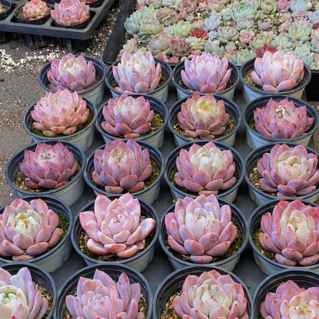 297的人都是这样吗。