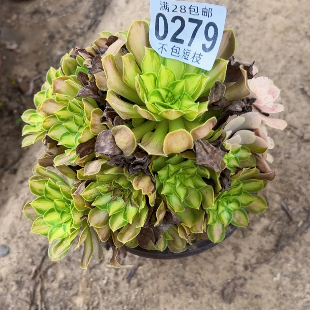 韶华多肉植物法师0279