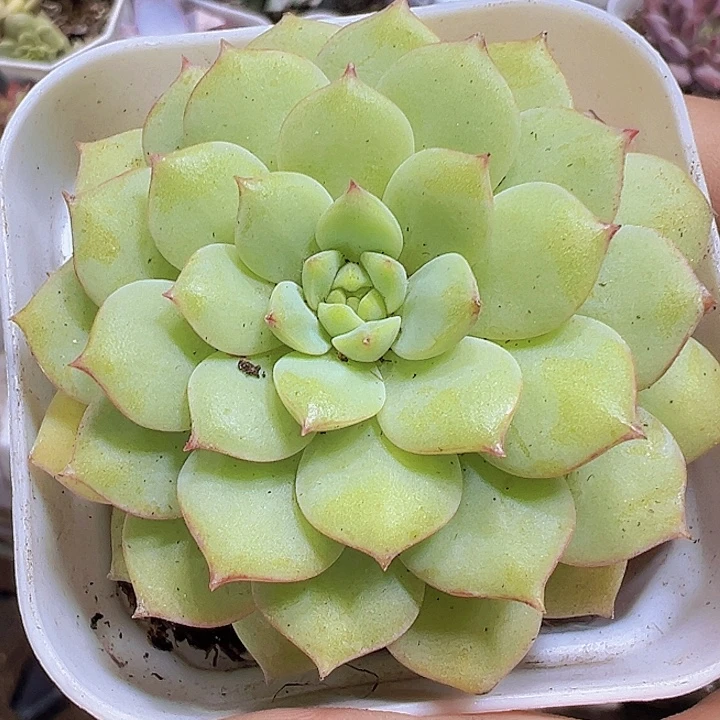 熊猫脸19包邮多肉植物