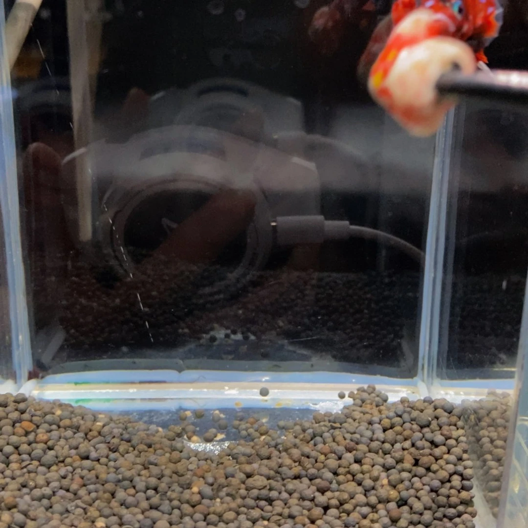 斗鱼用****5223巨斗巨斗