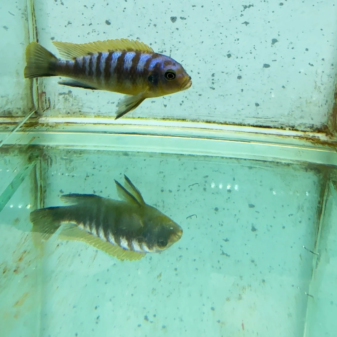 *****海水441蓬勃。