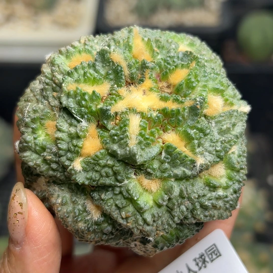 48 有根 仙人球的世界
