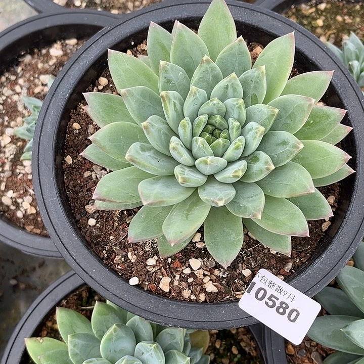阿雅园艺。       580