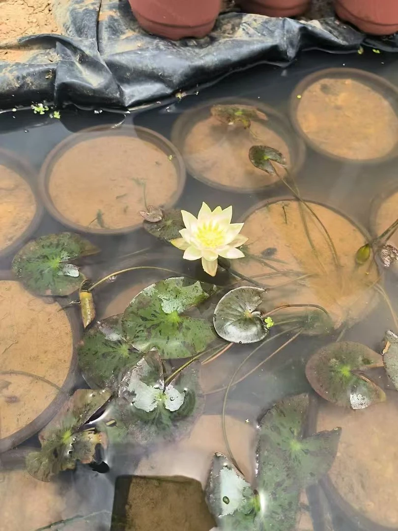 海尔芙拉微型睡莲，杯苗