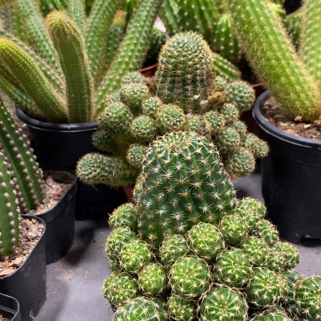 新品群生丽花冰糖橙一物一拍1