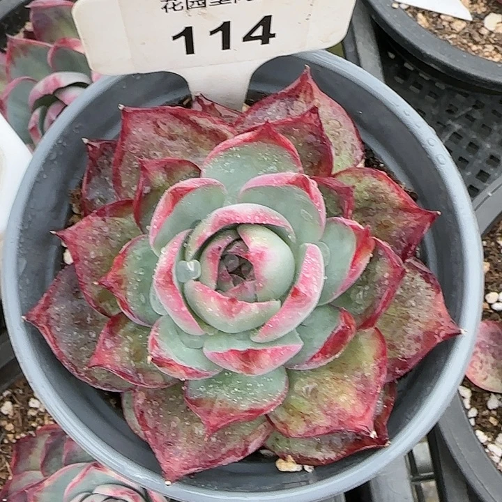 114 惊鸿仙子多肉植物6-9cm
