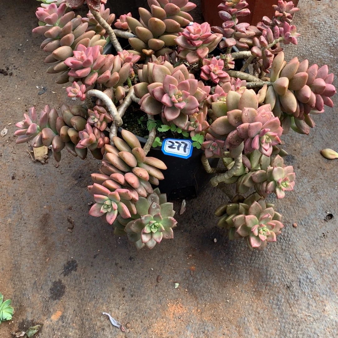 277姬胧月 一物一拍多肉