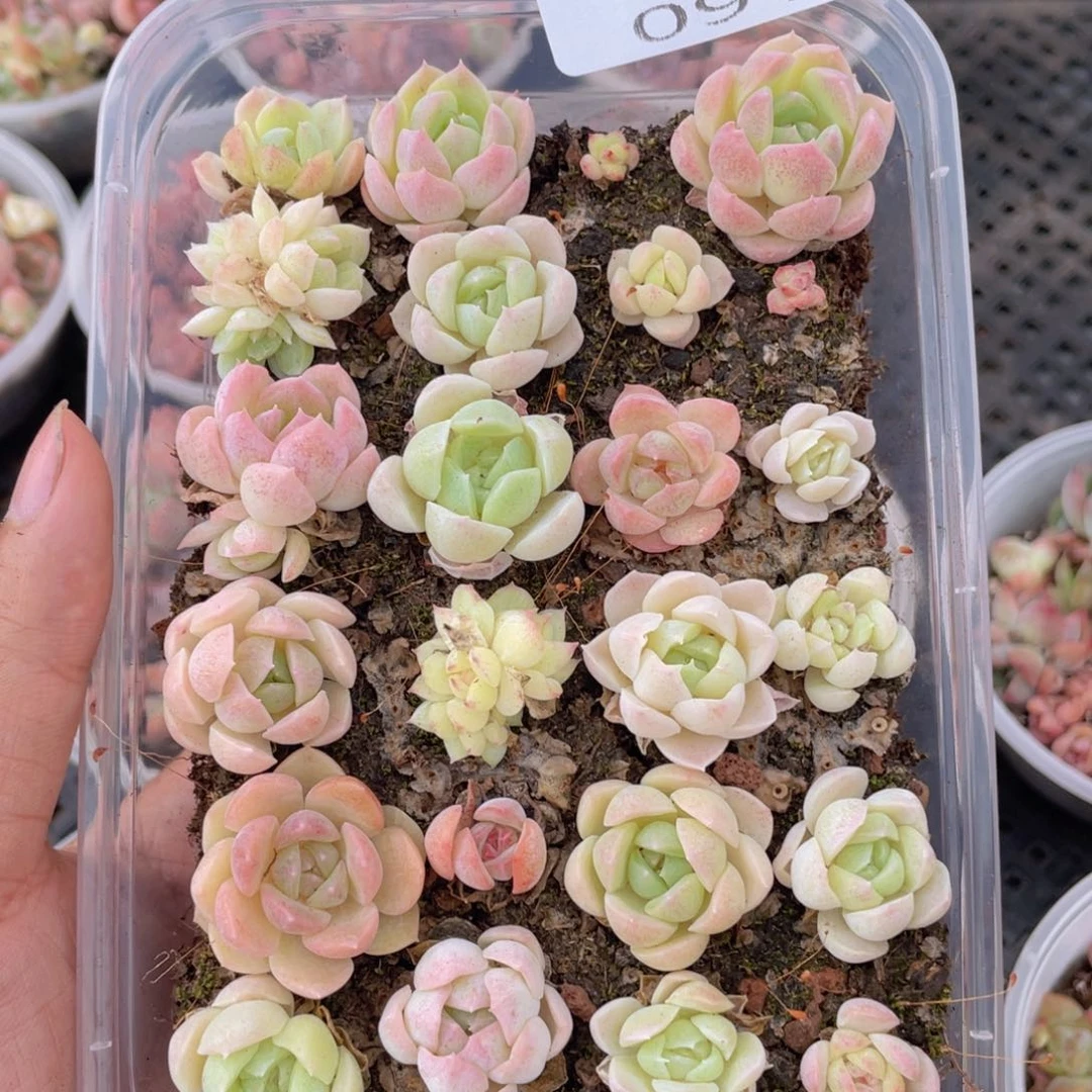 云糖心多肉植物91