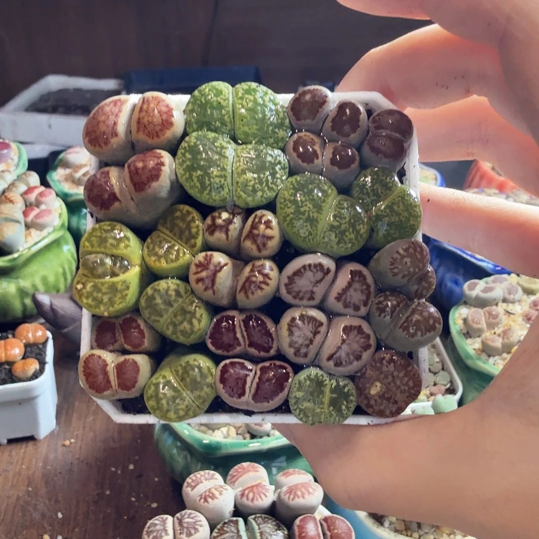 两***兜多肉植物的生长发育和生长673