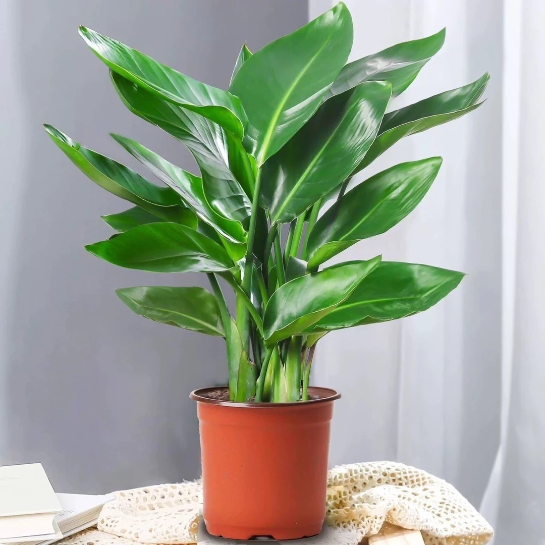 天堂鸟水培绿植物盆栽大型办公室内桌面花卉水养四季常青净化空气