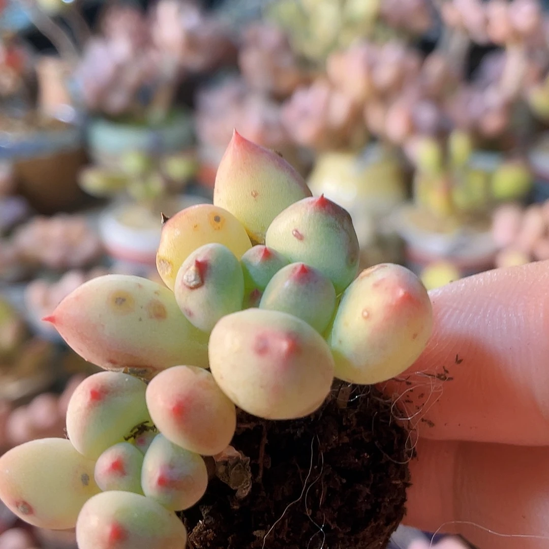 …***…多肉植物的生长发育和