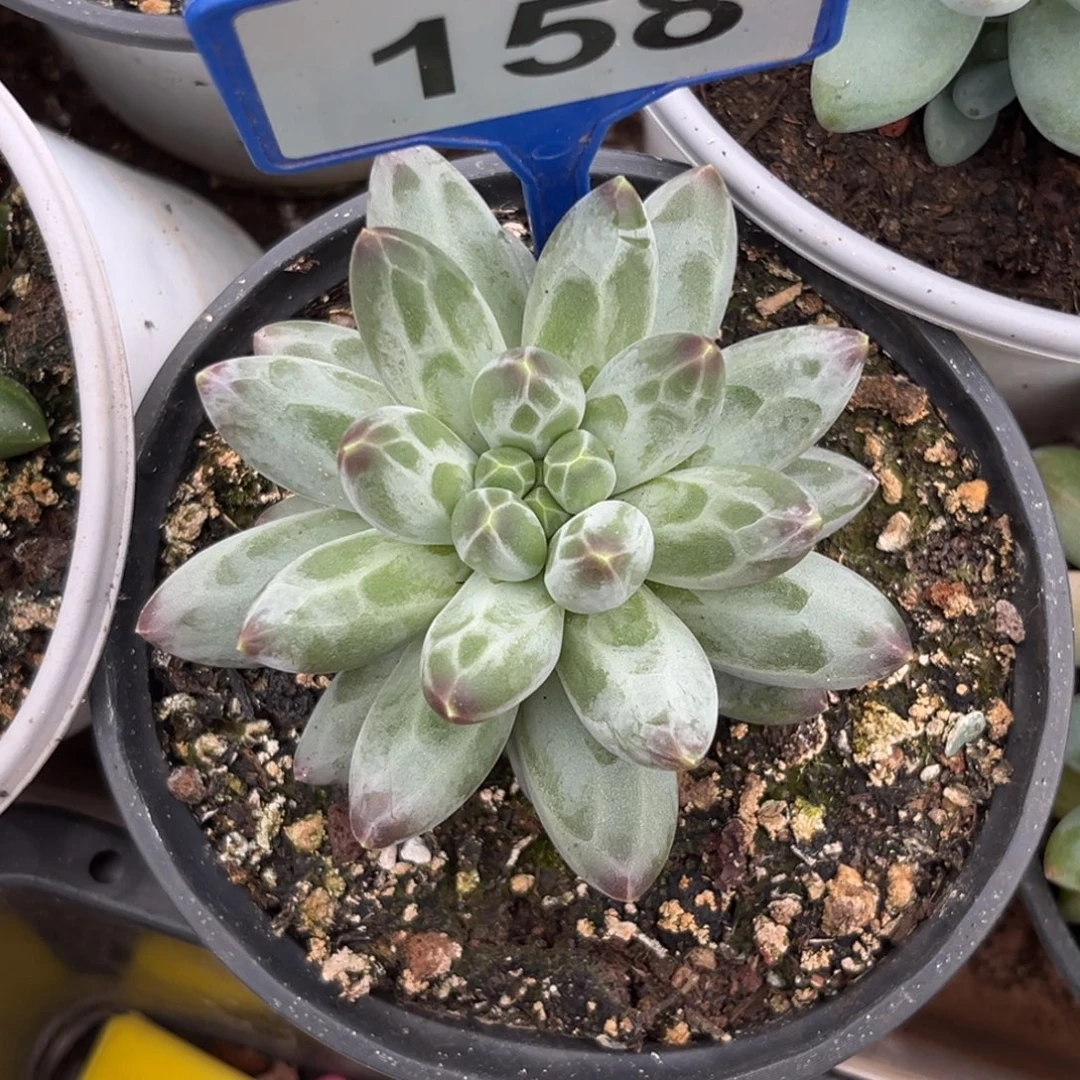 多肉植物申公豹158