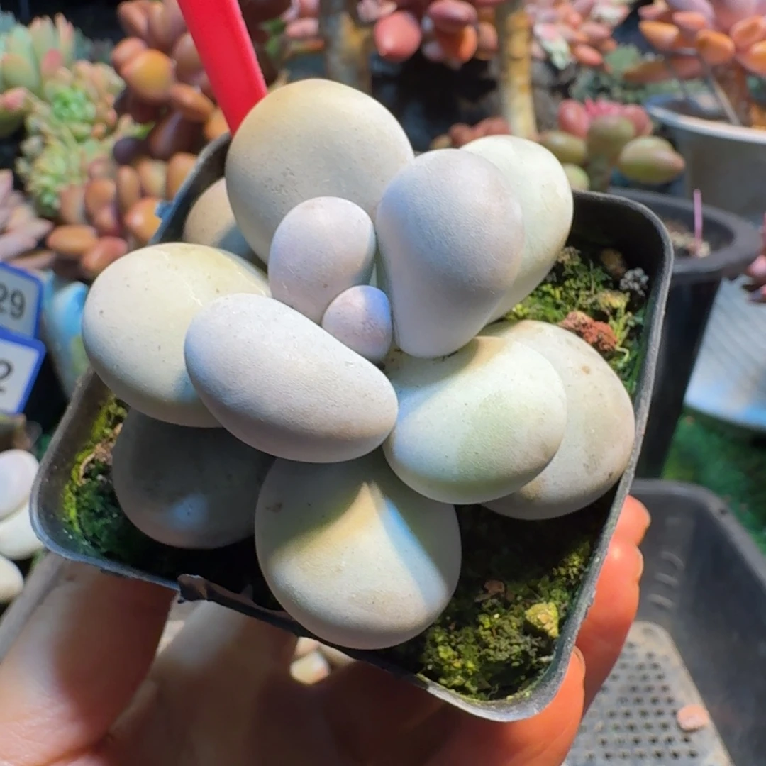 白帝城一物一拍290