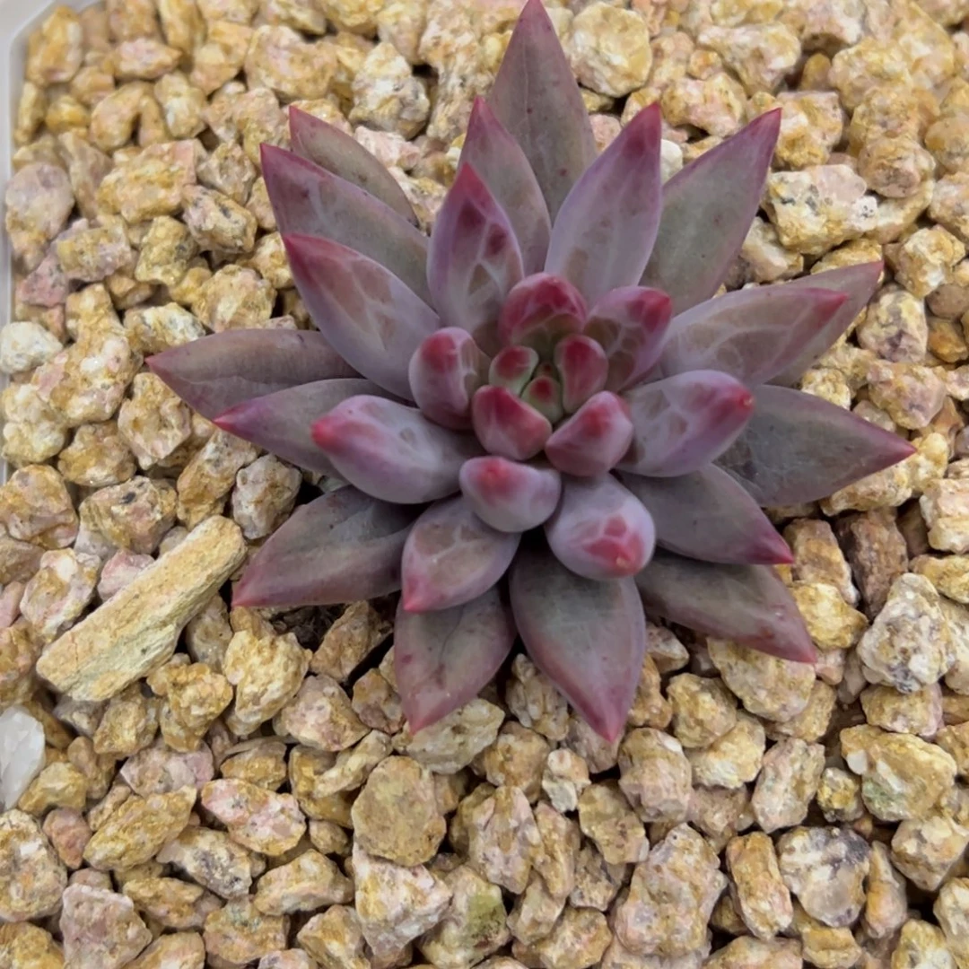 张张精品多肉甄选虞美人