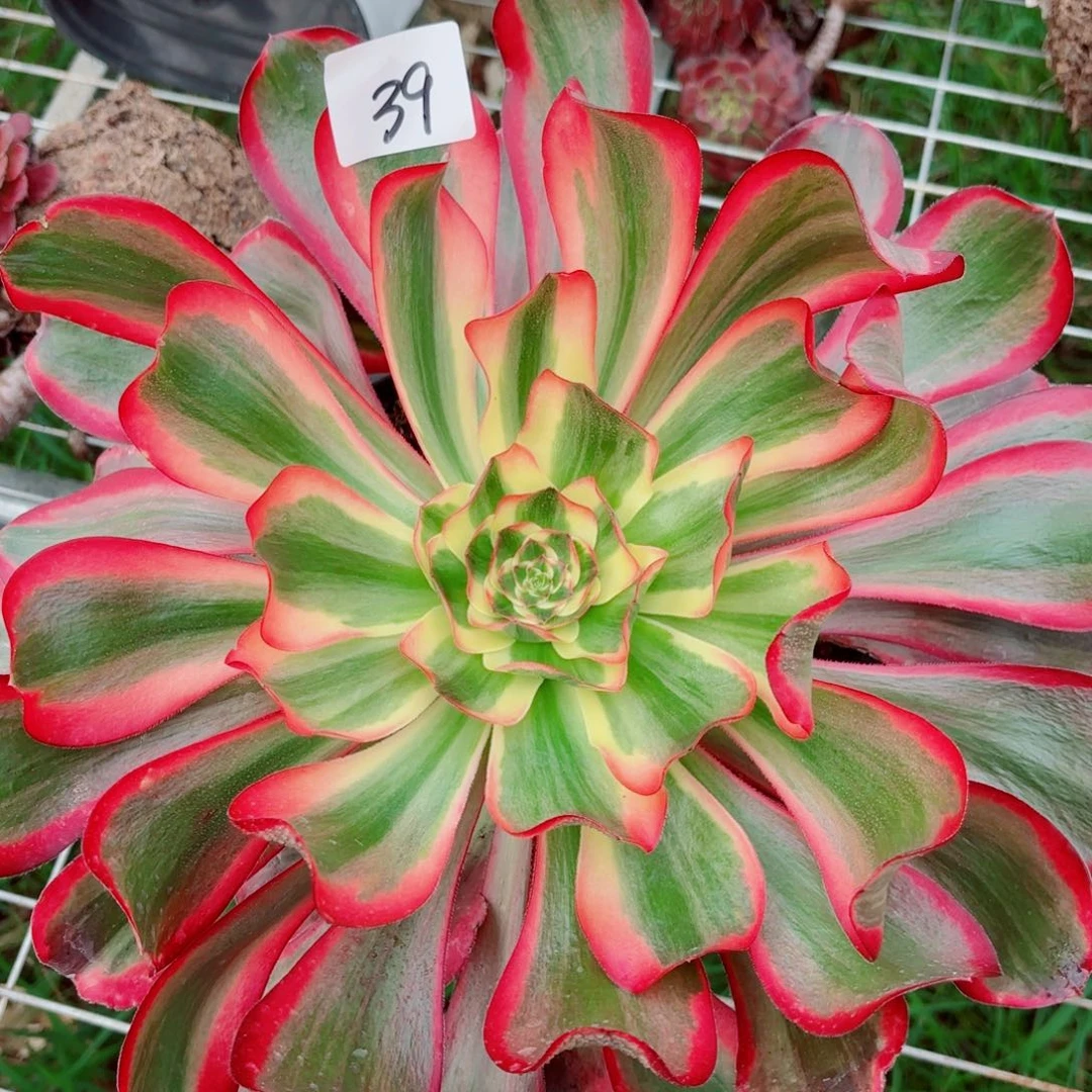 一物一拍多肉法师39