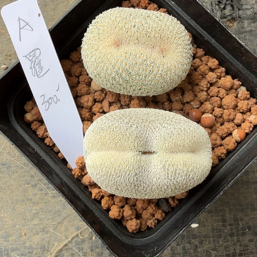 A***羅月世界缀化2颗花花花