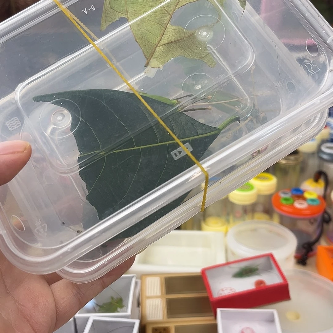 两条有瑕疵素背拍拍拍