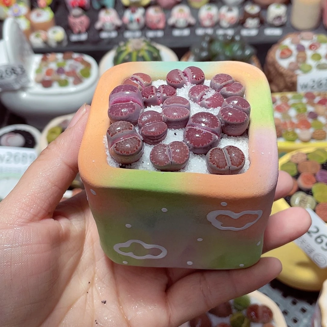 哦**咕w2699 带盆土发货-零下地区拍保温箱