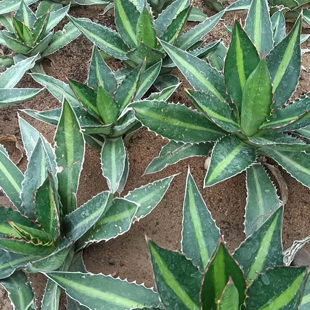 潮流植物青黛蓝龙舌兰完美主义者勿拍