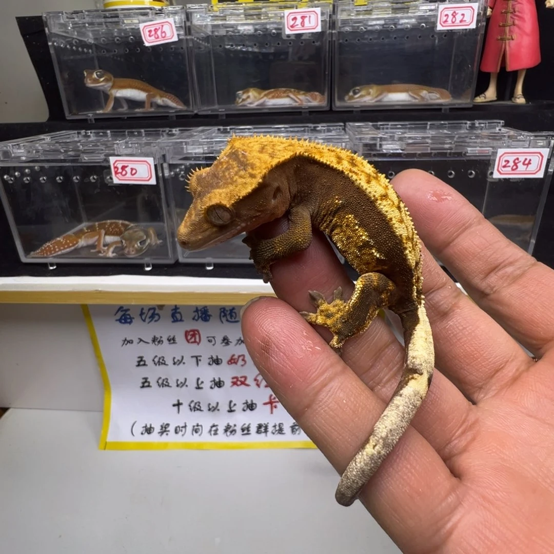 睫角守宫橙纹奶油三色