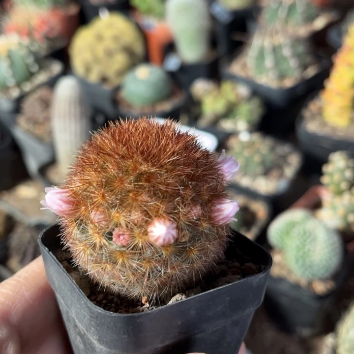 仙人球一物一拍实生