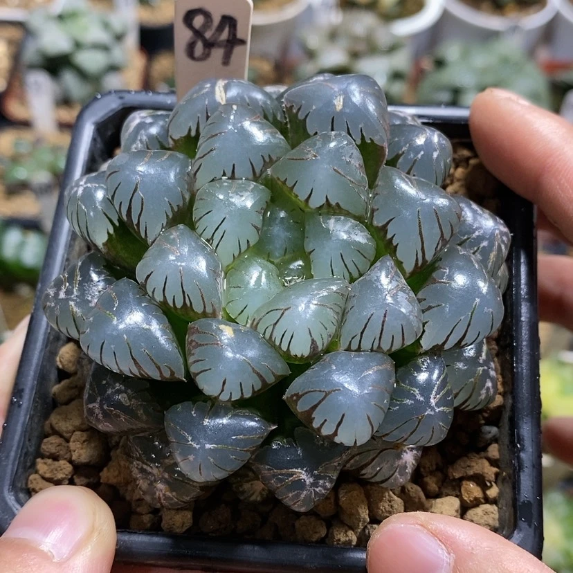 【闪购商品】84 ob母本