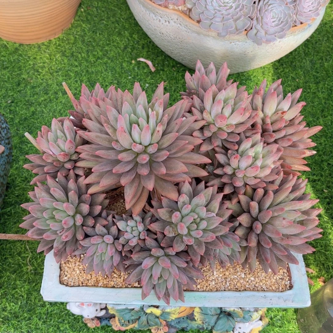 5号多肉5，红蜻蜓冠幅32