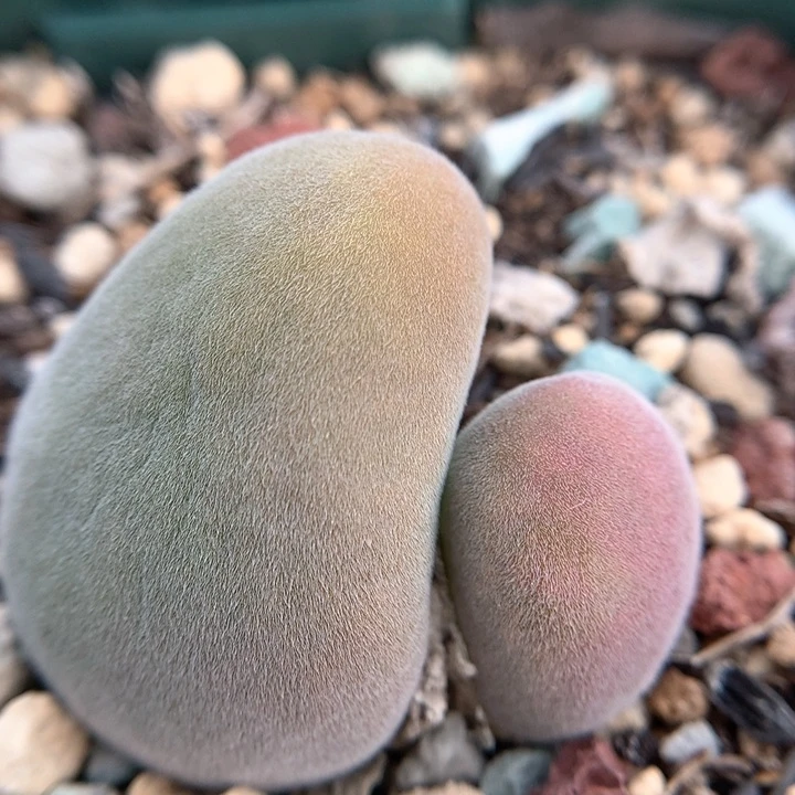 双头宝辉 肉锥植物