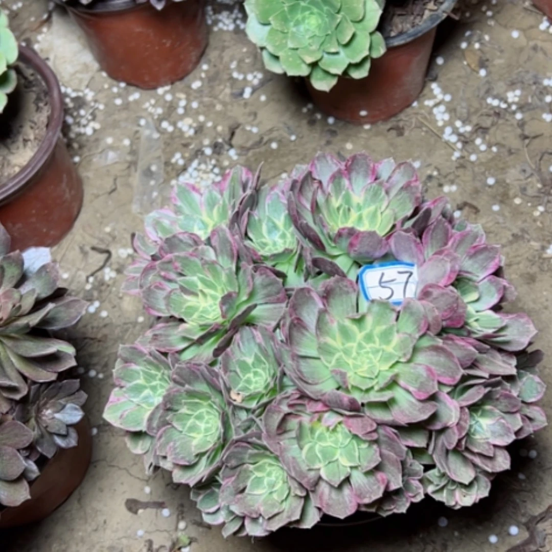 【闪购商品】万彩灯57