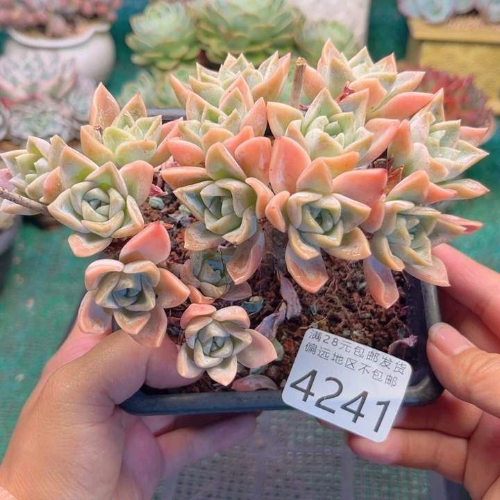 大4241:。vxvcvbbbbbbh