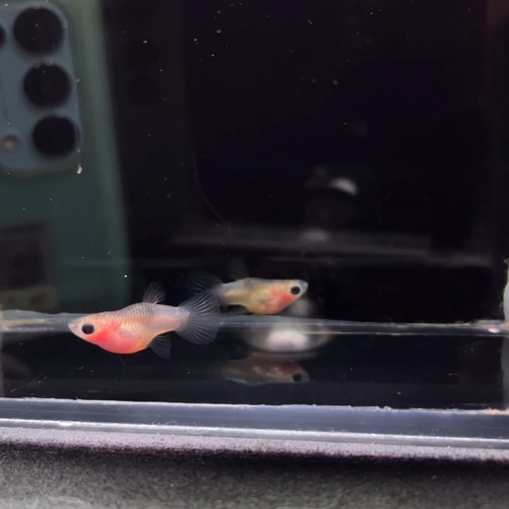 孔雀鱼粉猫玻璃猫1对