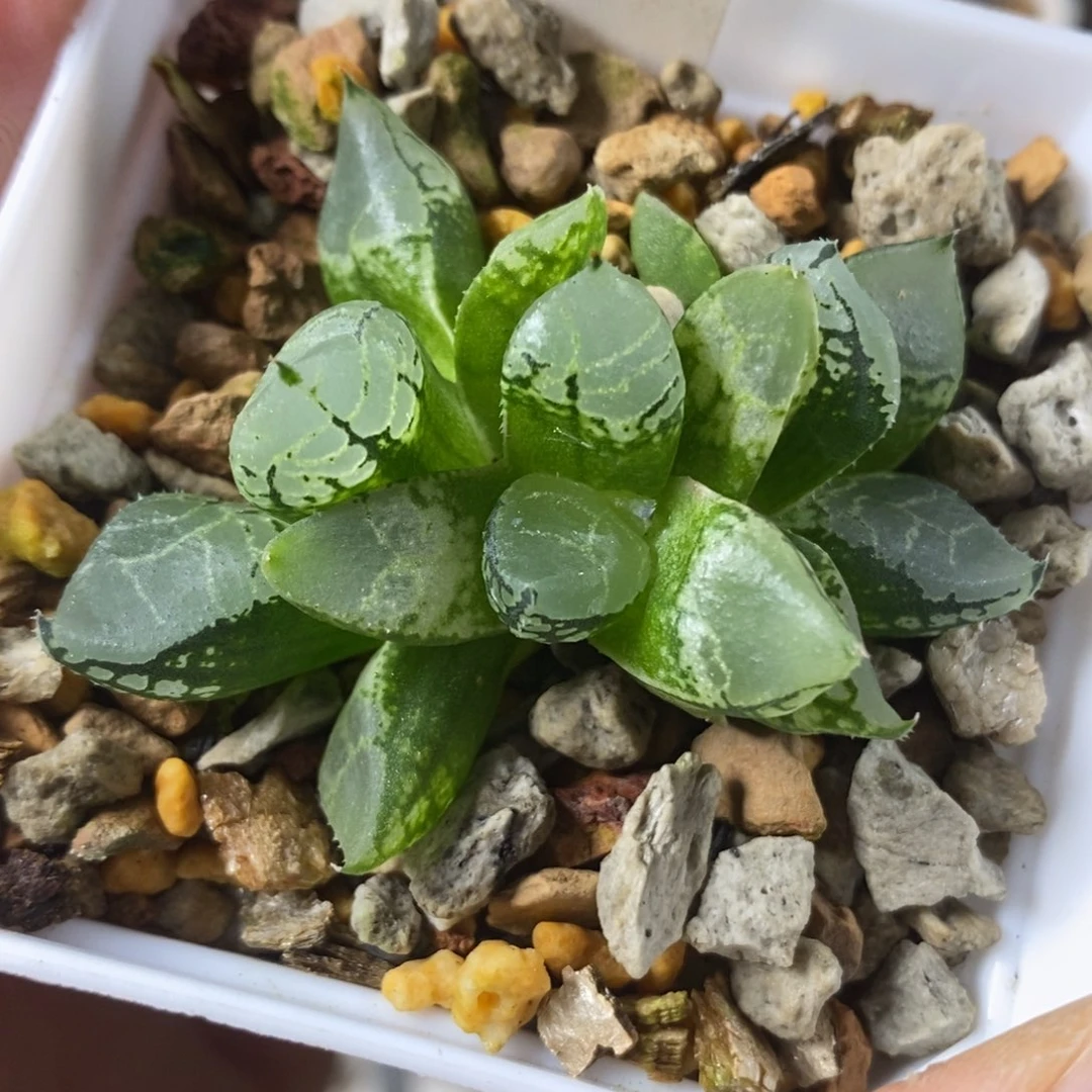 367冰皇寿一物一拍