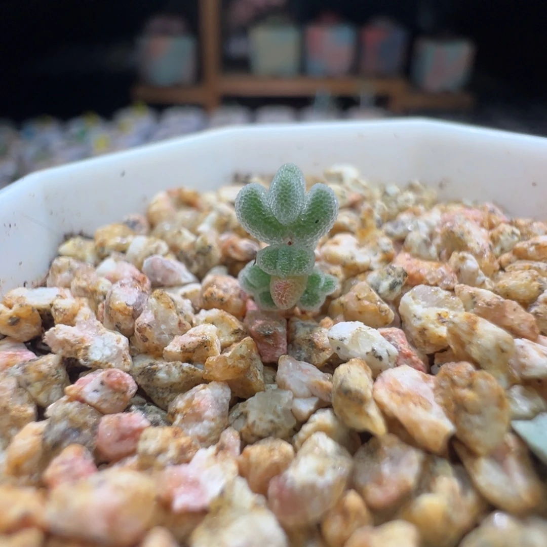 白水晶，尺寸很小，258实生超闪莱斯，拍下不退不换