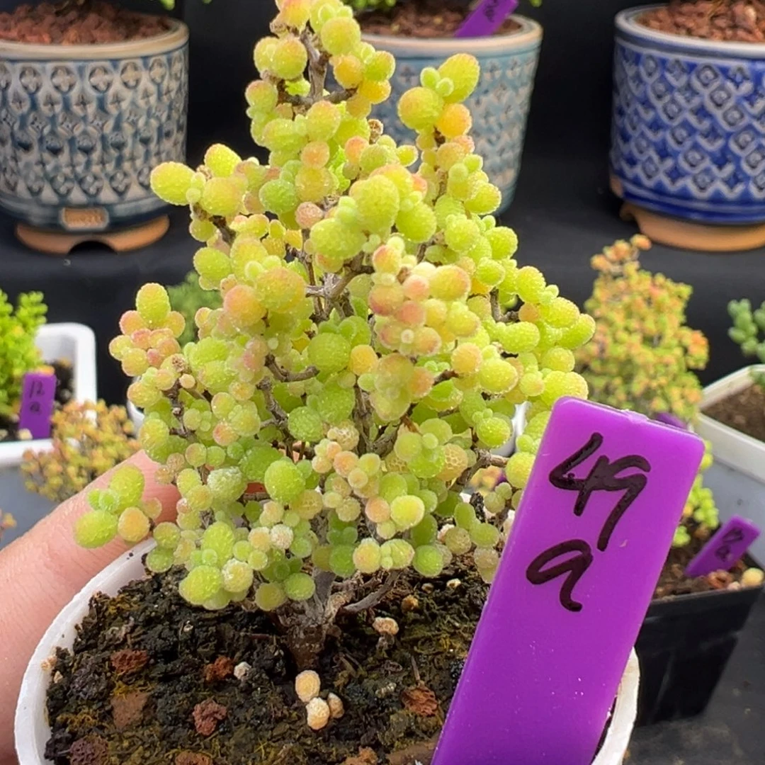 49a号5cm盆蜜橘糖球