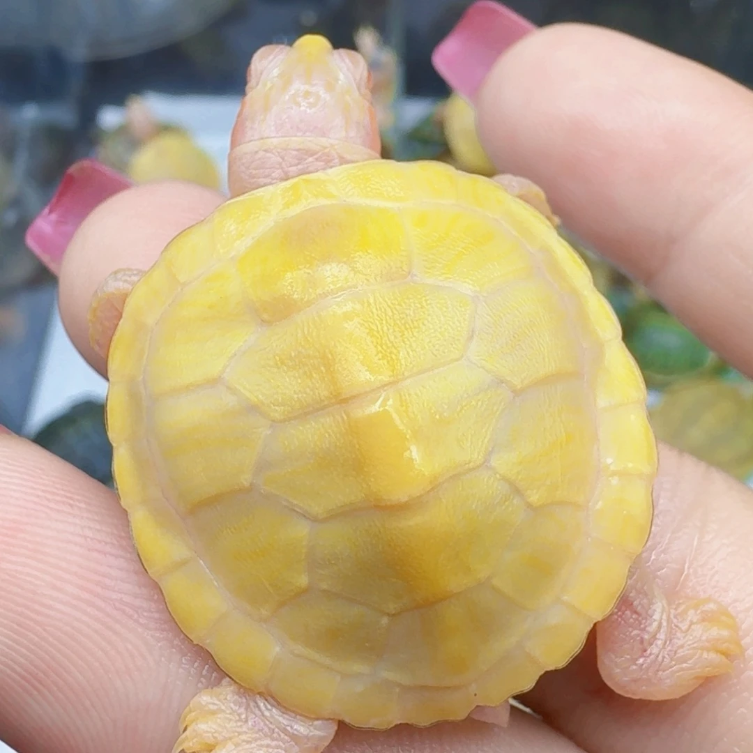 不分公母巴西彩龟